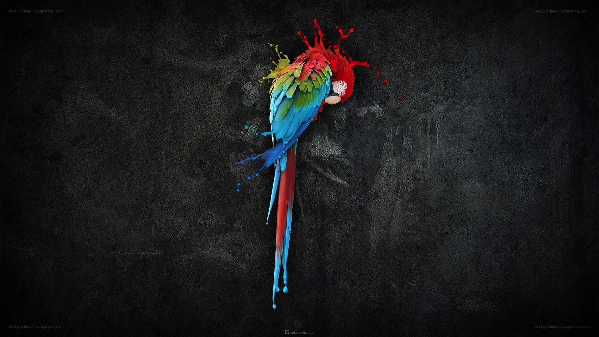 colorful parrot splash art