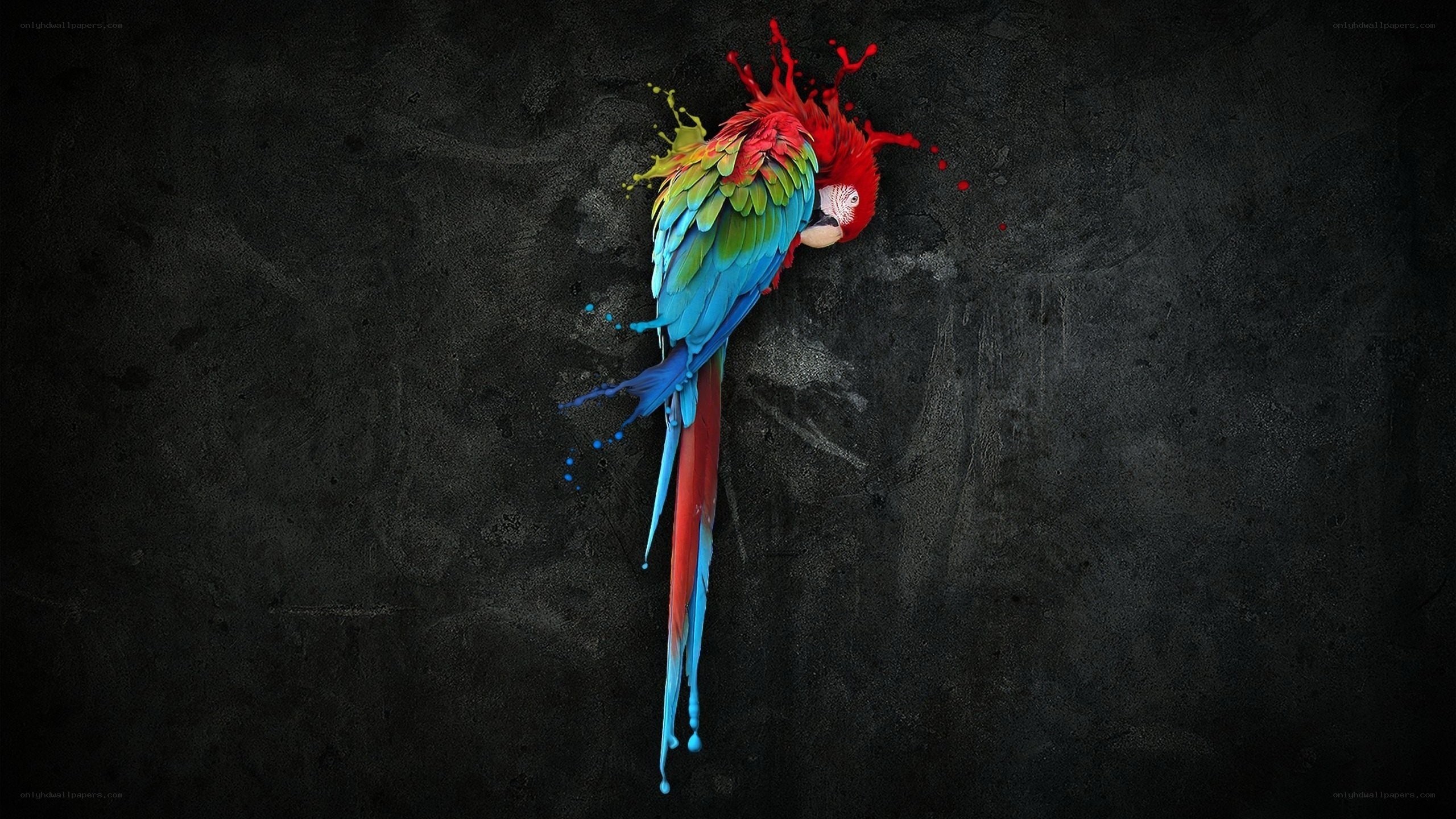 colorful parrot splashing paint