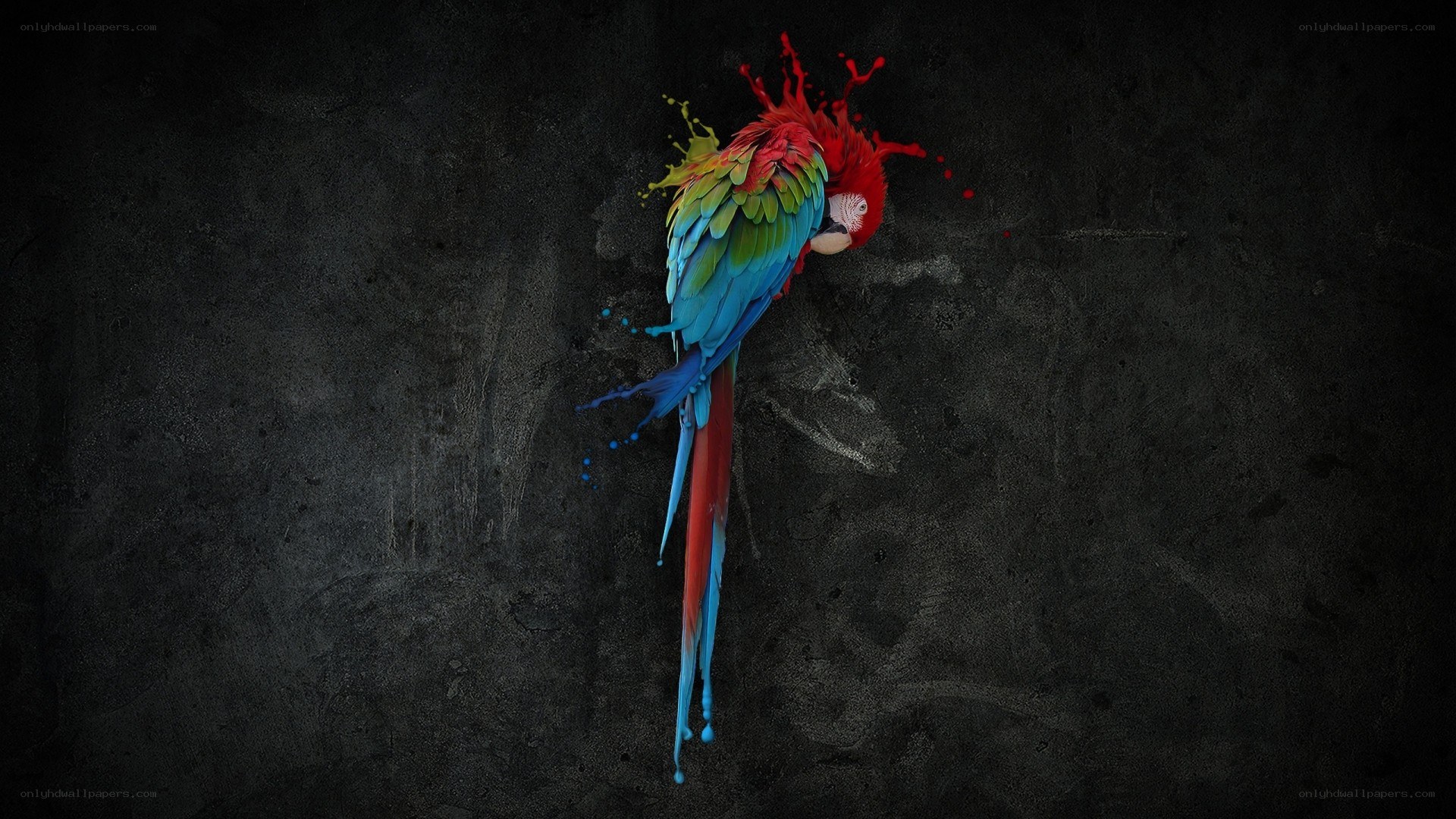 colorful parrot splashing paint
