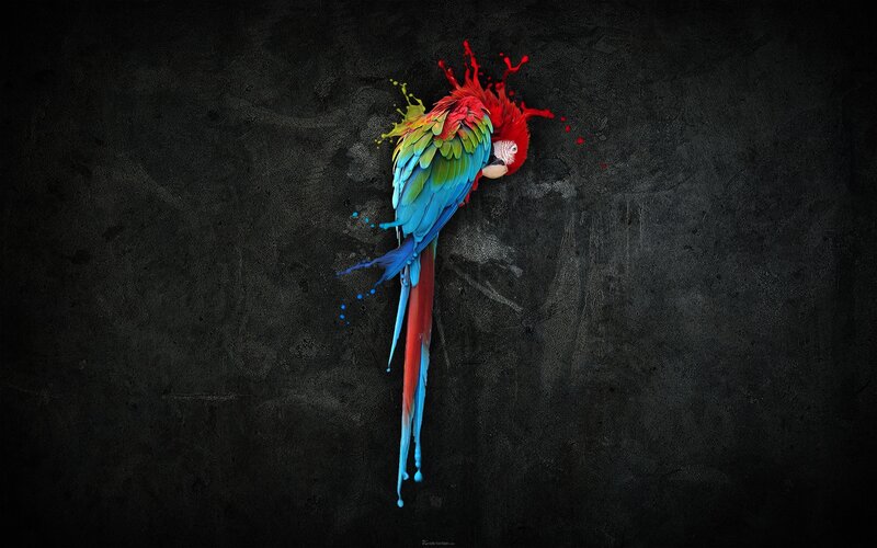 colorful parrot splatter art