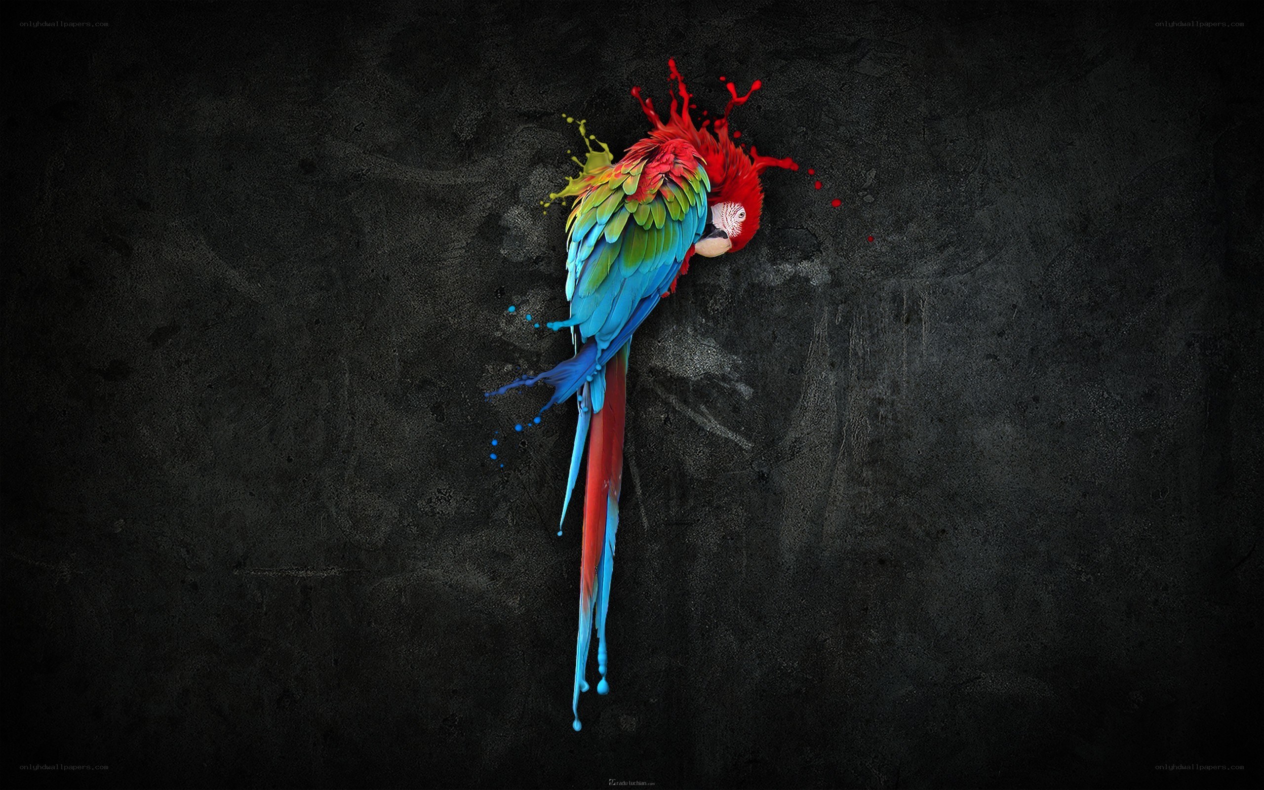 colorful parrot splatter art