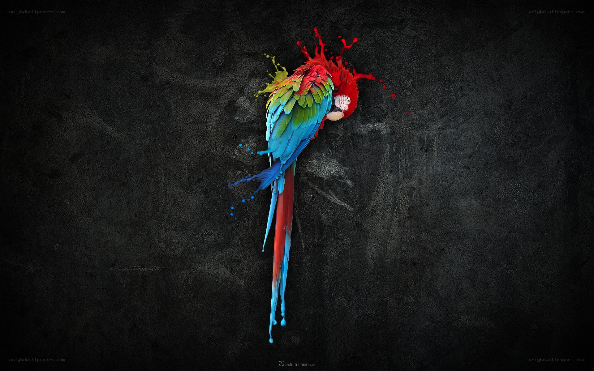 colorful parrot splatter art