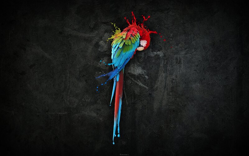 Colorful Parrot