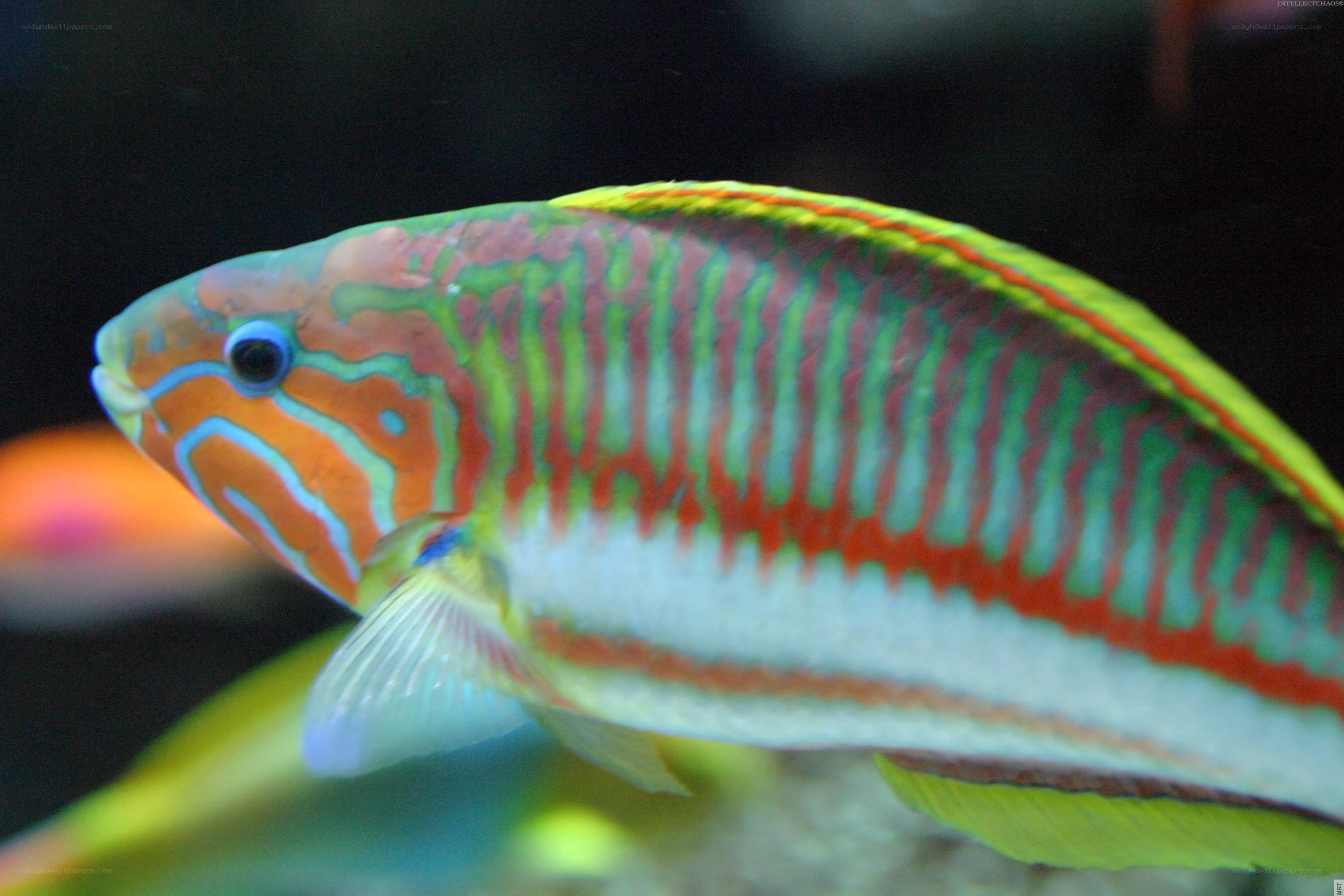 colorful parrotfish in aquarium