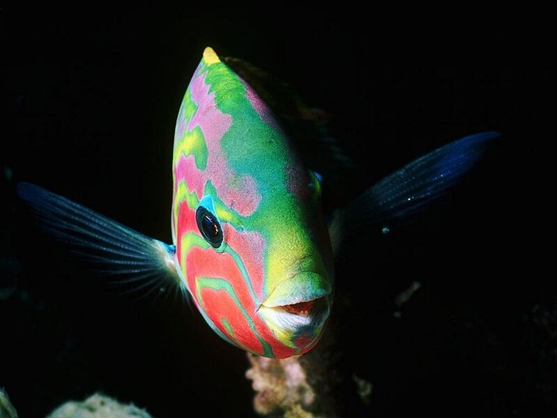 Colorful Parrotfish