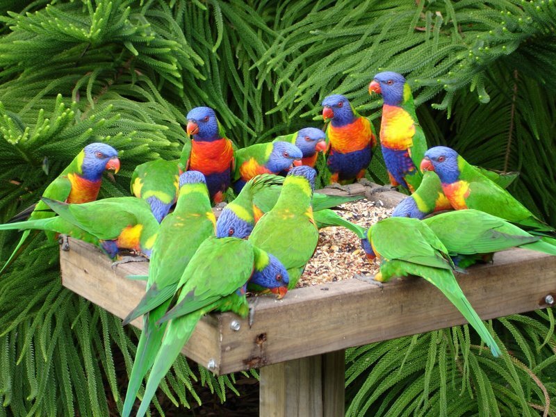 Colorful parrots at a feeder