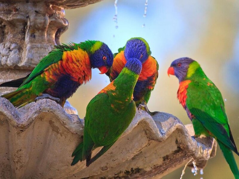 Colorful parrots at a fountain