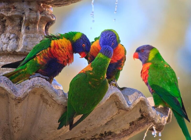 Colorful parrots at a fountain