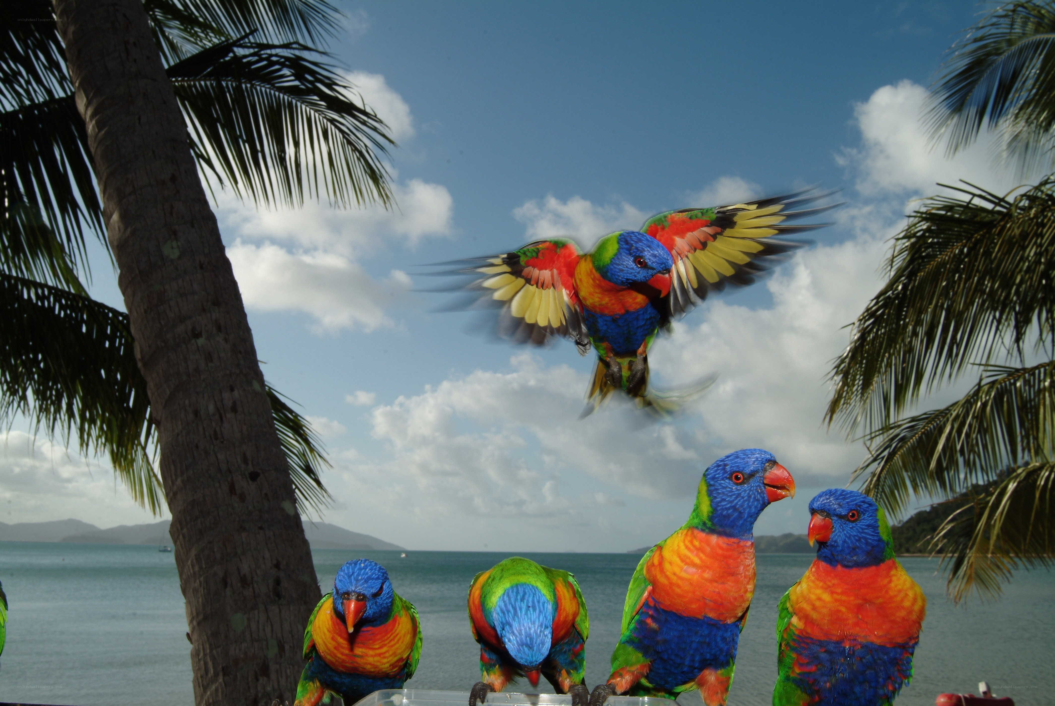 Colorful parrots at the beach