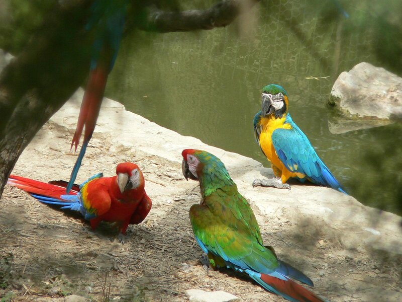 Colorful parrots by the water