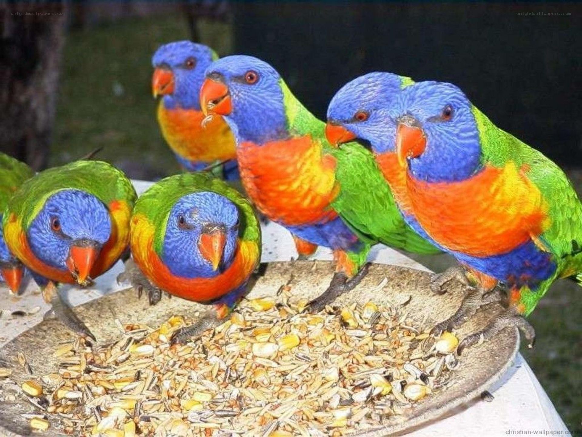 Colorful parrots eating seeds
