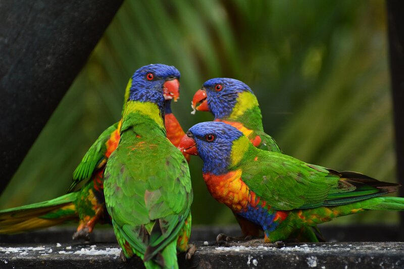 Colorful parrots feeding together