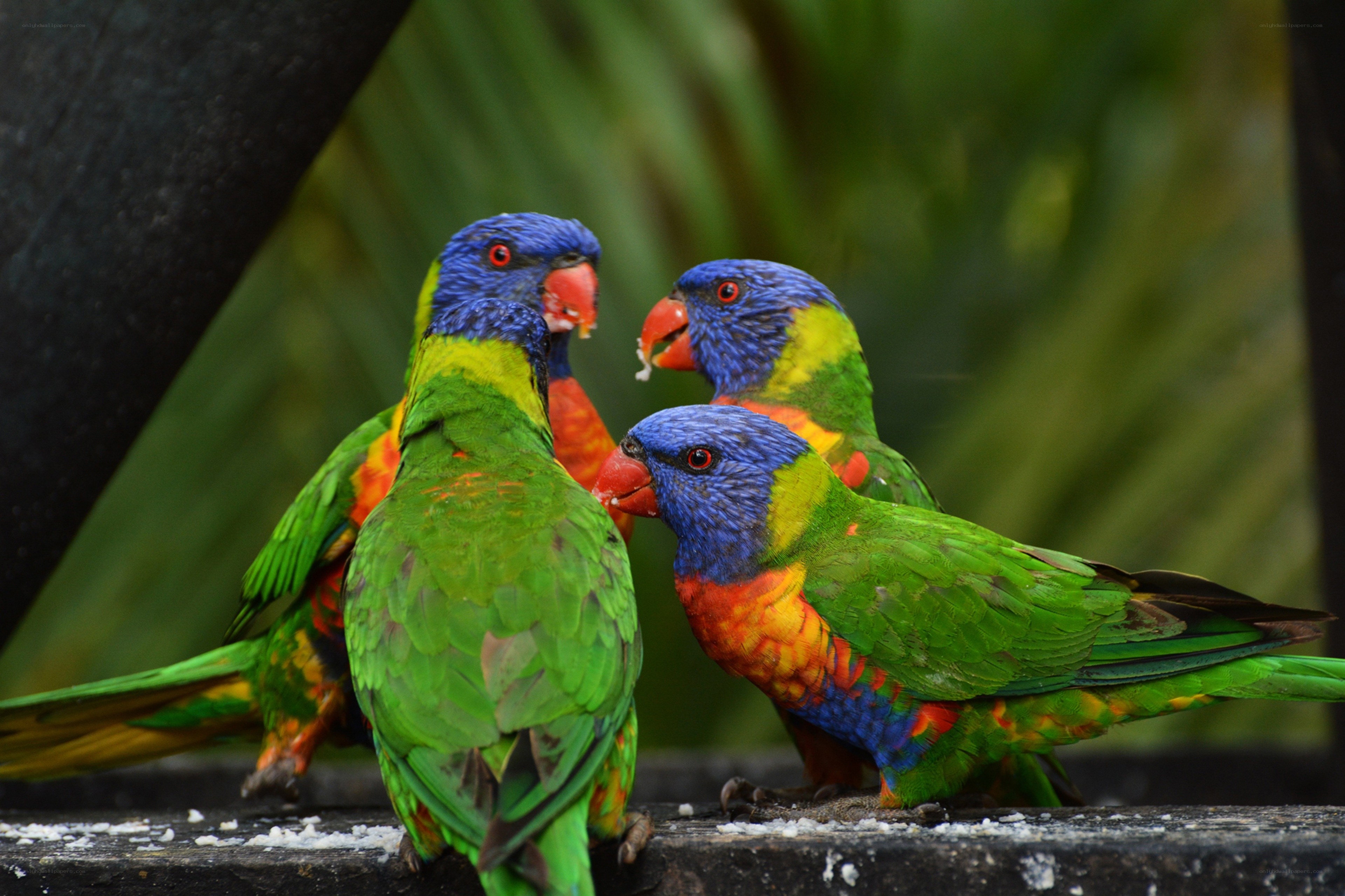 Colorful parrots feeding together