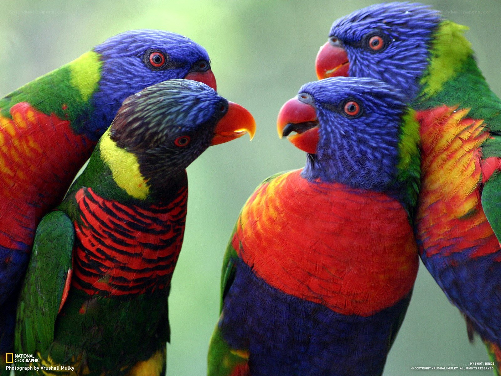 Colorful parrots in a group