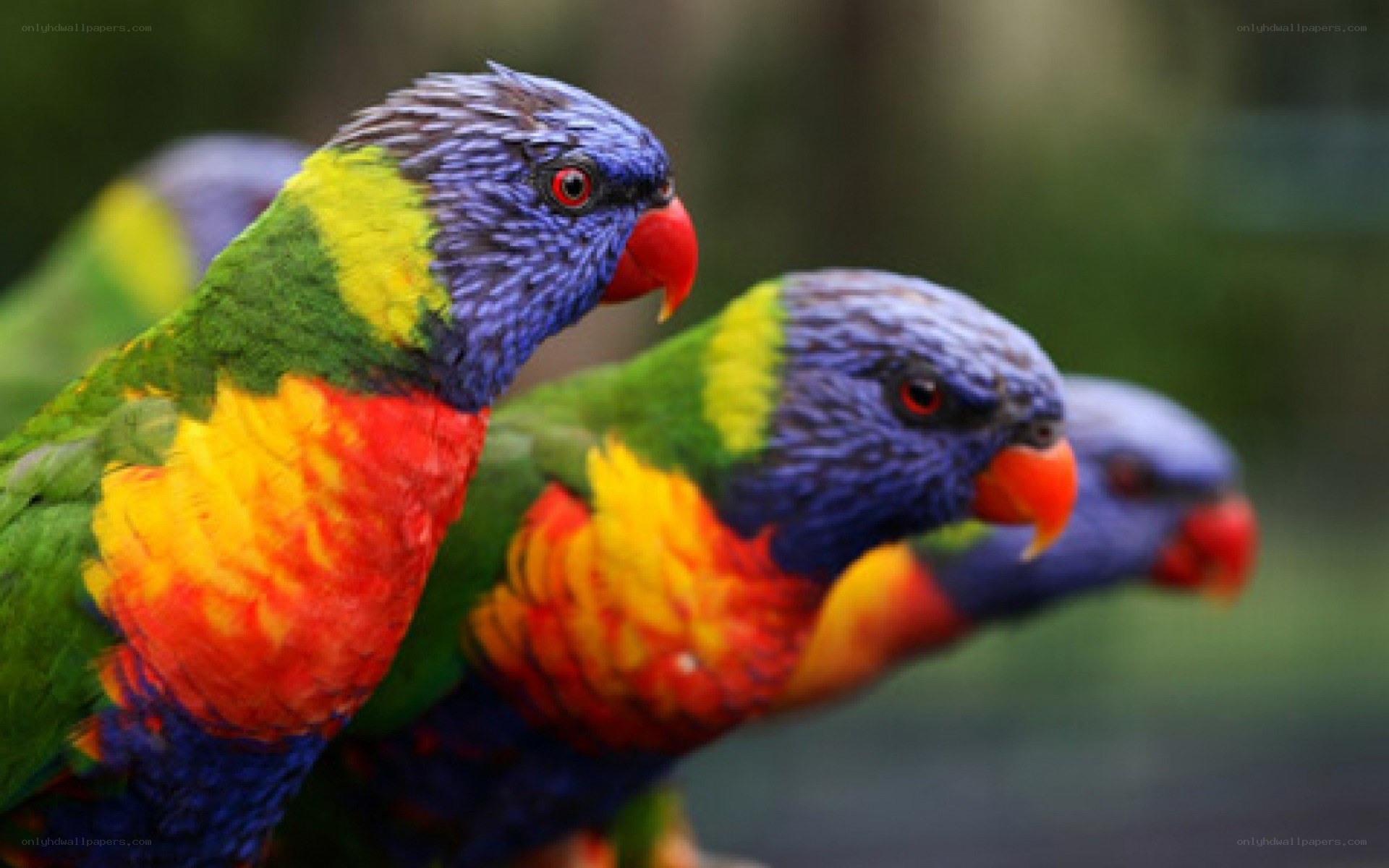 Colorful parrots in a row