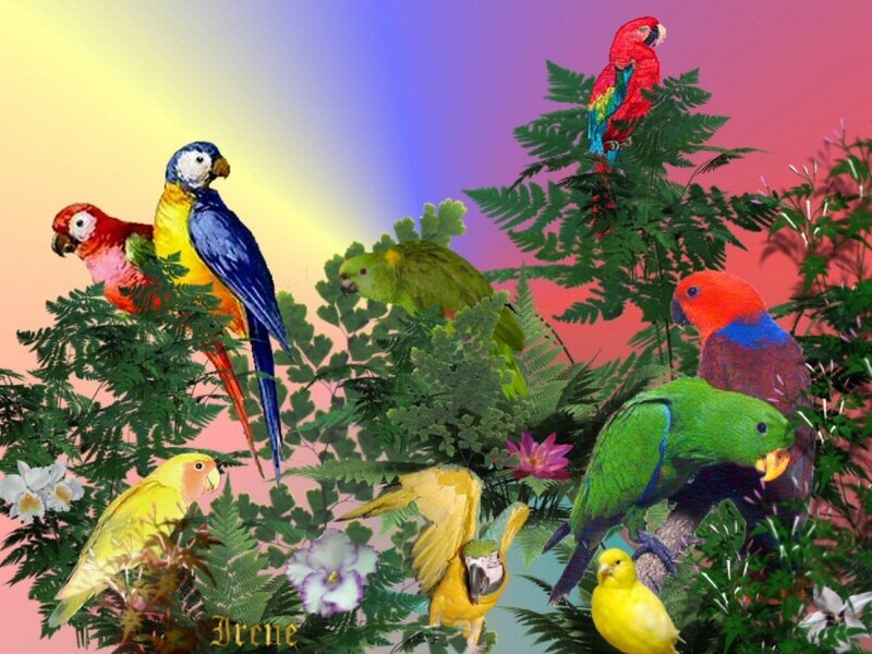 Colorful Parrots in Foliage