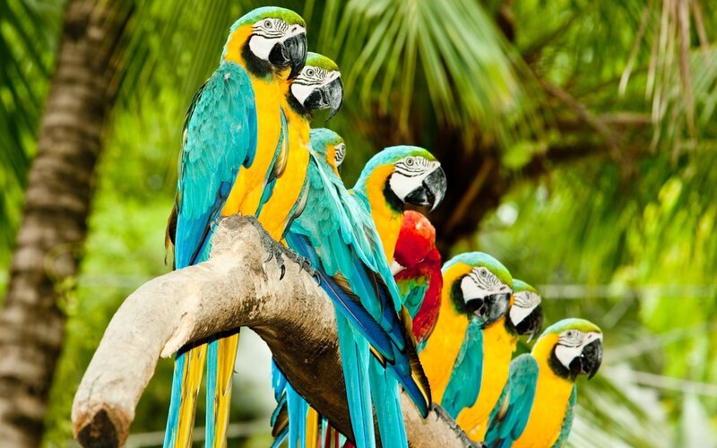 Colorful parrots on a branch