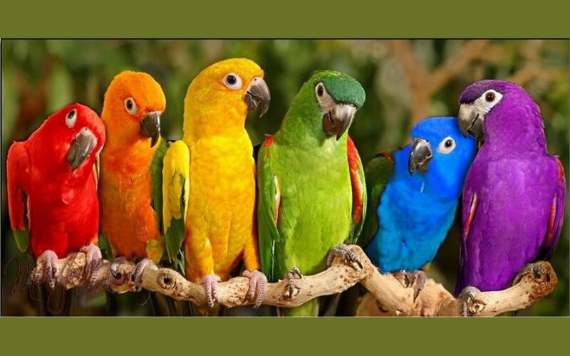 colorful parrots on a branch