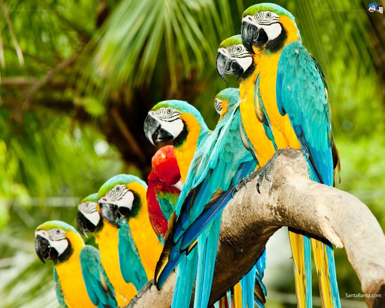 Colorful parrots on a branch