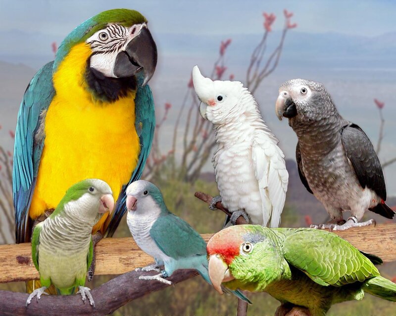 Colorful parrots on a branch