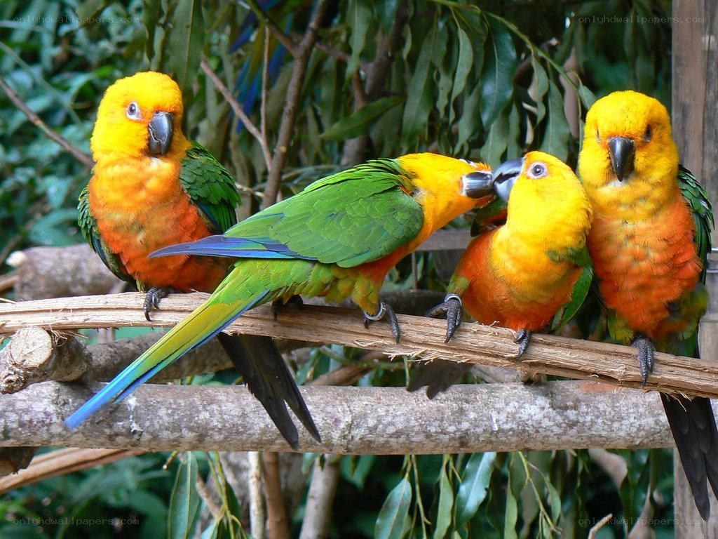 Colorful parrots on a branch
