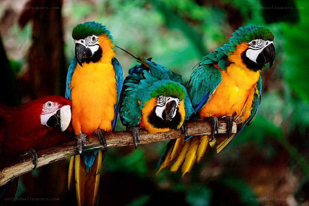 colorful parrots on a branch