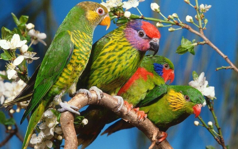 Colorful parrots on a branch