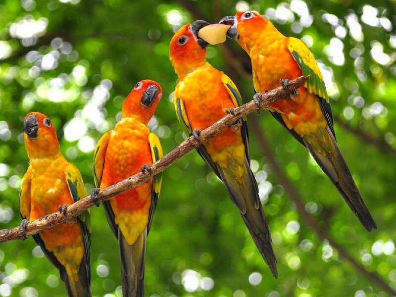 Colorful parrots on a branch