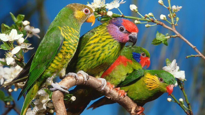 Colorful parrots on a branch