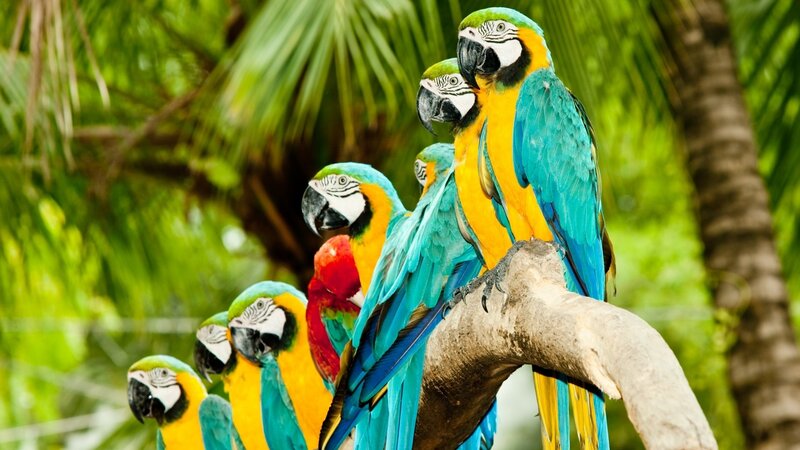 Colorful parrots on a branch