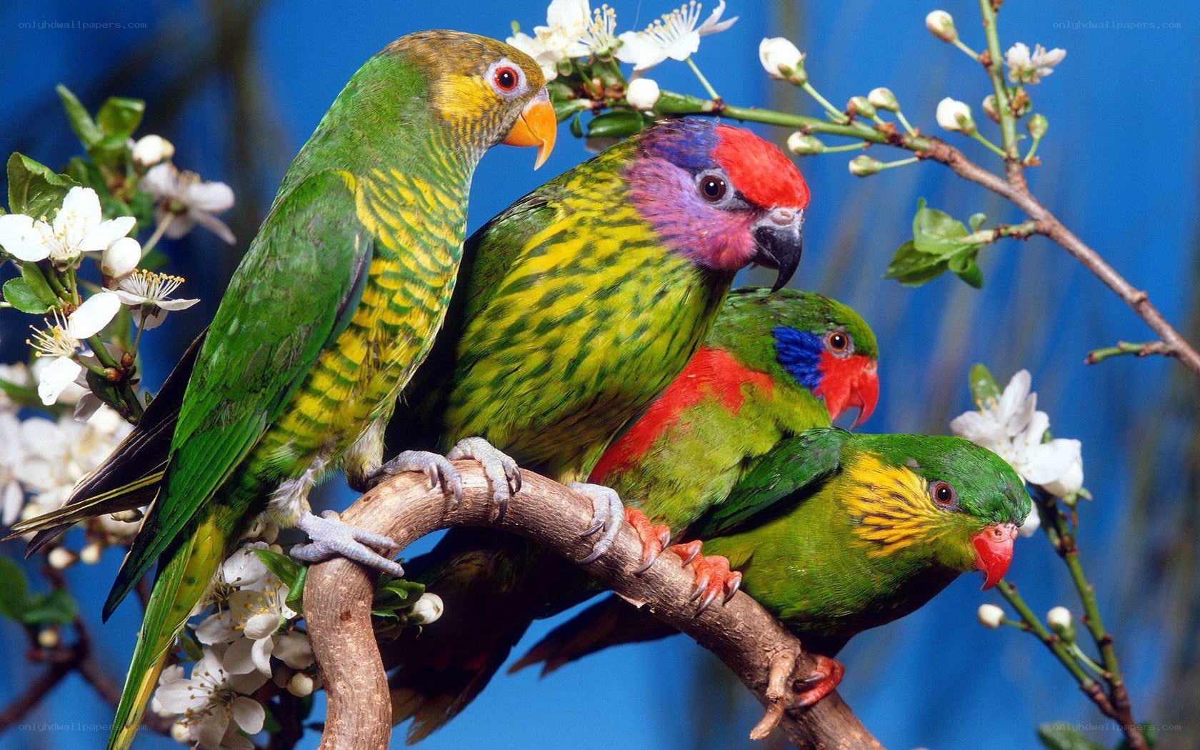 Colorful parrots on a branch