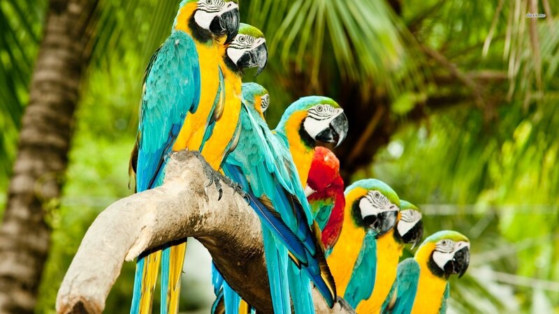 Colorful parrots on a branch
