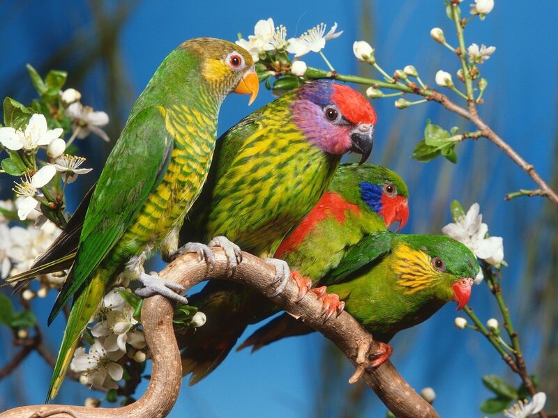 Colorful parrots on a flowering branch