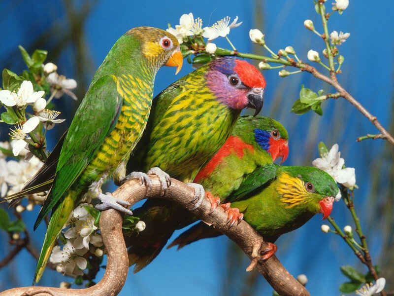 Colorful parrots on a flowering branch
