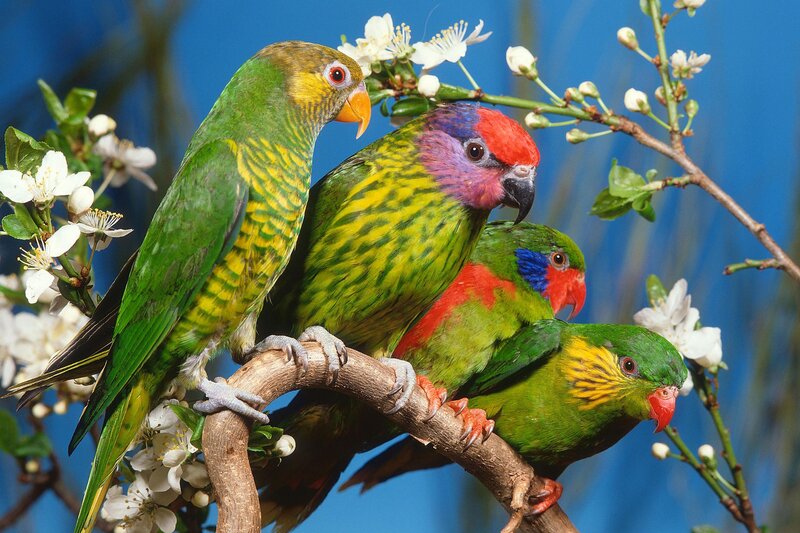 Colorful parrots on a flowering branch