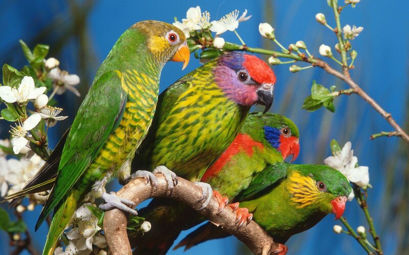 Colorful parrots on a flowering branch