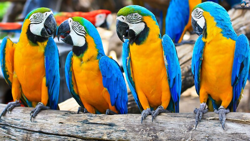 Colorful parrots on a log