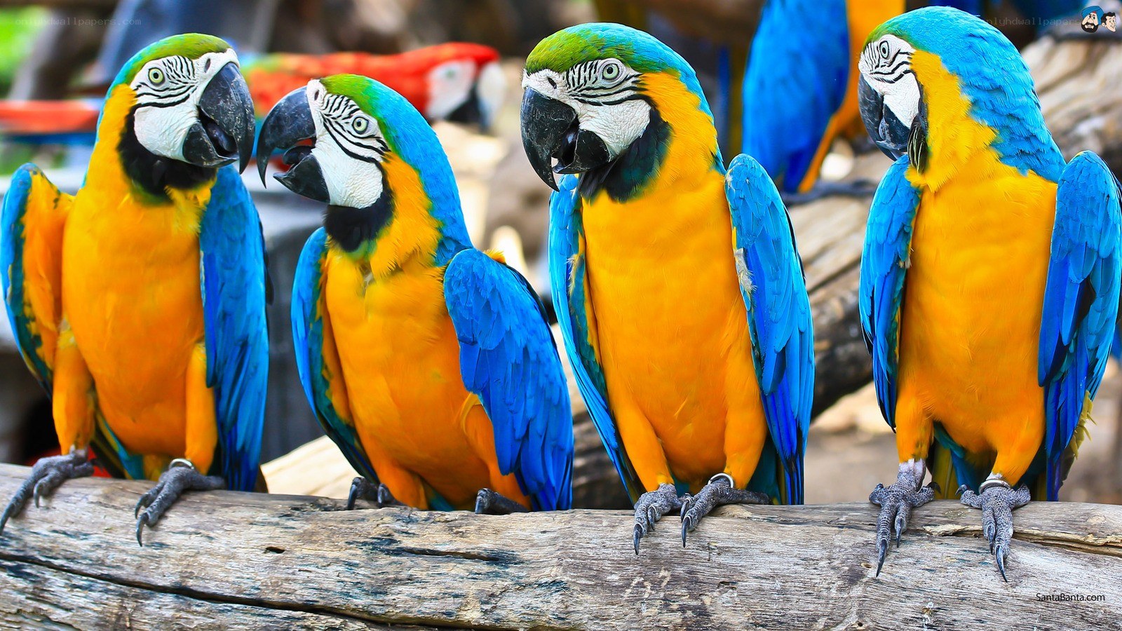 Colorful parrots on a log
