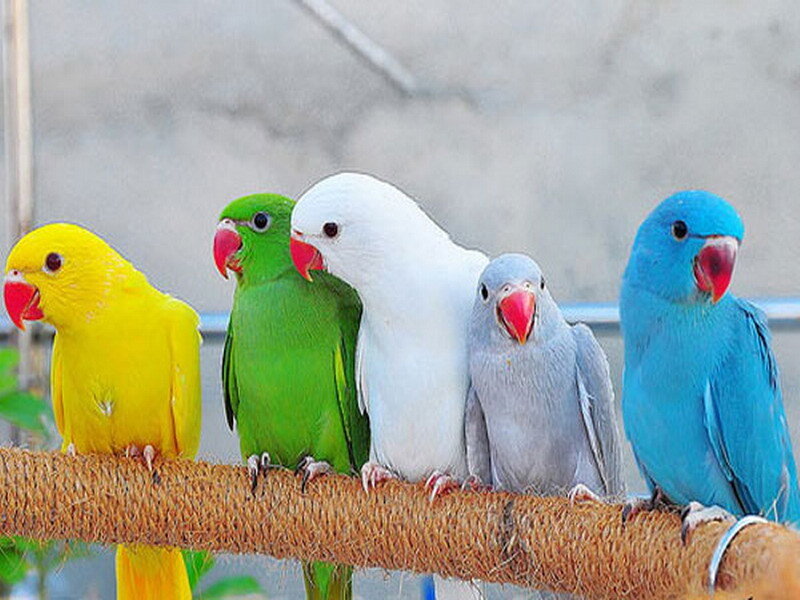colorful parrots on a perch