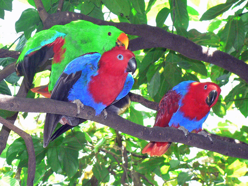 Colorful parrots on a tree branch