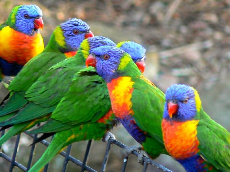 Colorful parrots on a wire