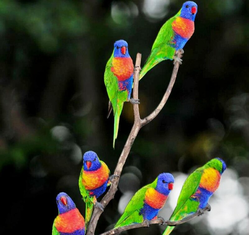 Colorful Parrots on Branch — Green, Calm