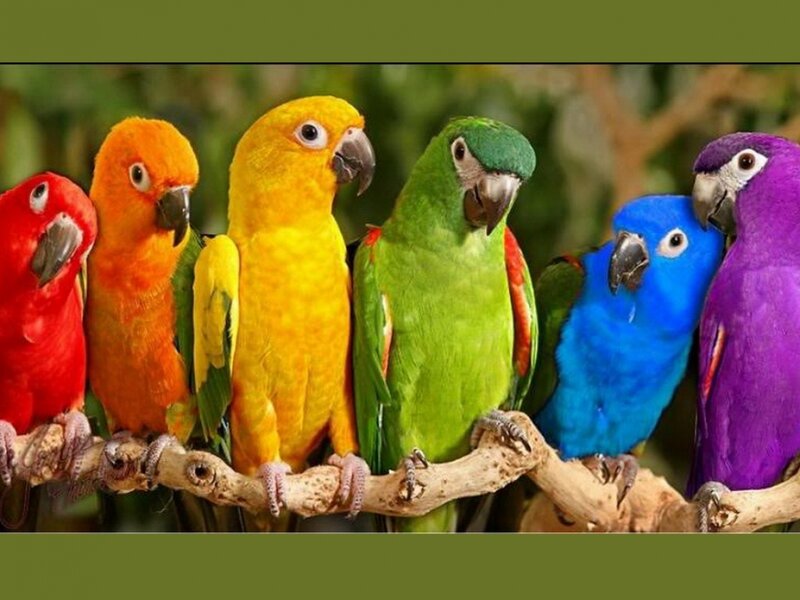 Colorful Parrots on Branch — Green