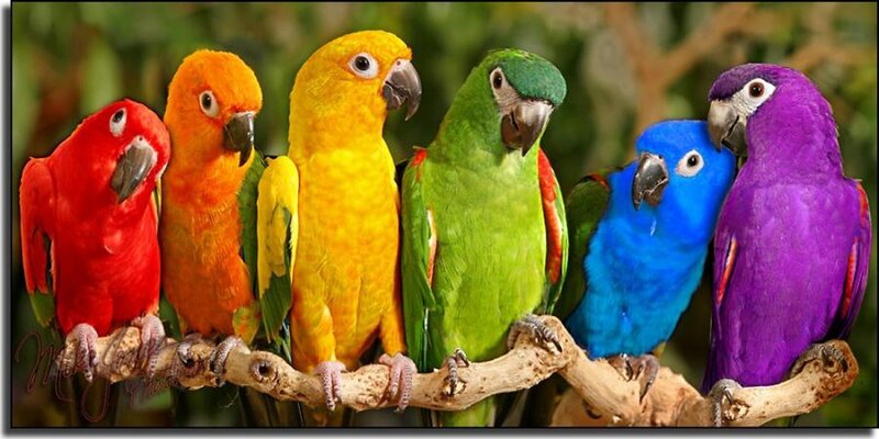 Colorful Parrots on Branch — Red