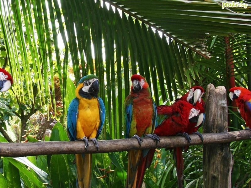 Colorful Parrots on Branch — Red, Tropical