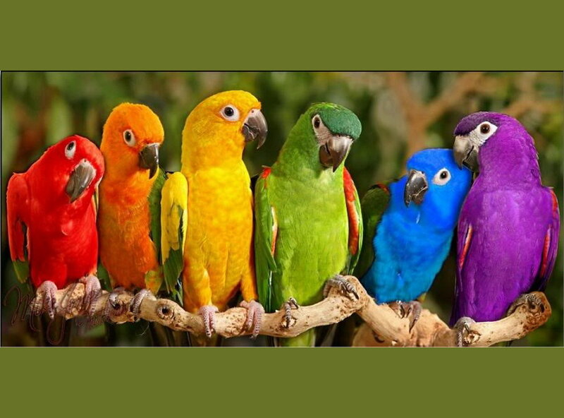 Colorful Parrots on Branch — Red, Vibrant