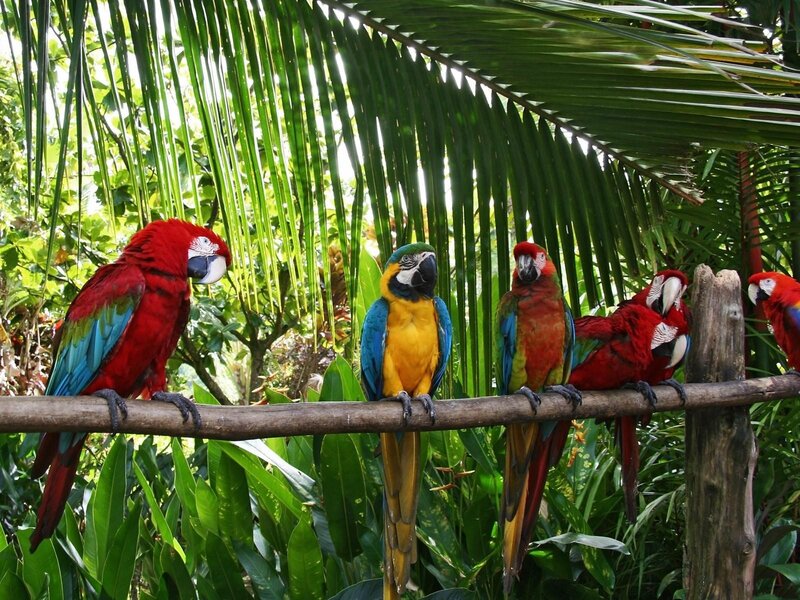 Colorful Parrots on Branch