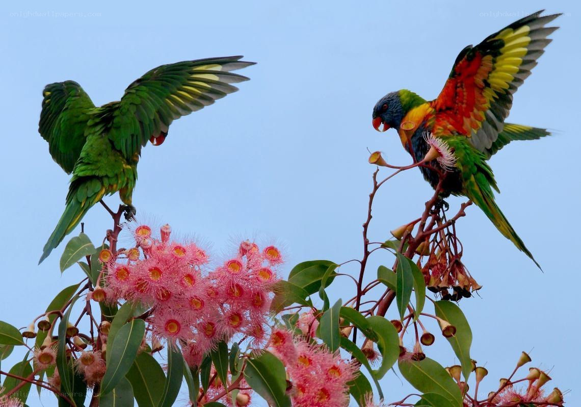 Colorful parrots on flowering tree