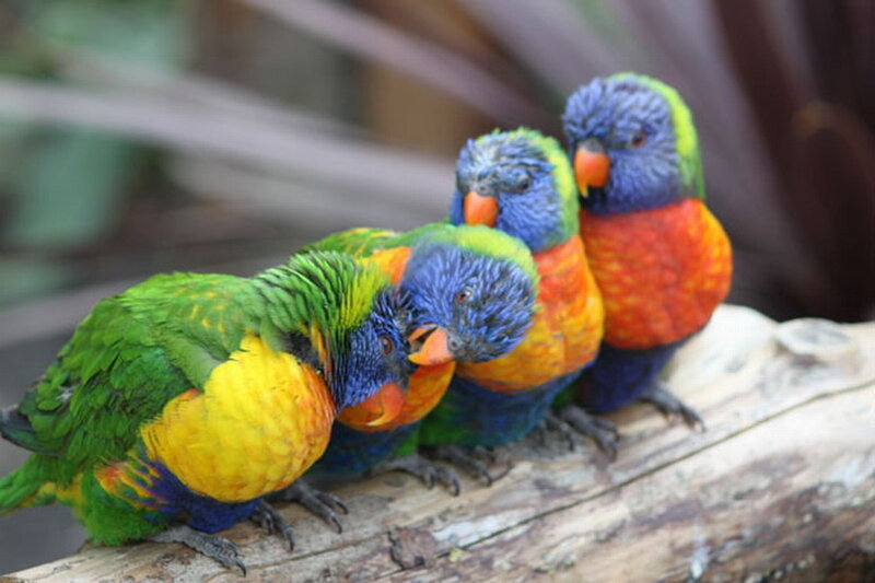 Colorful Parrots on Log