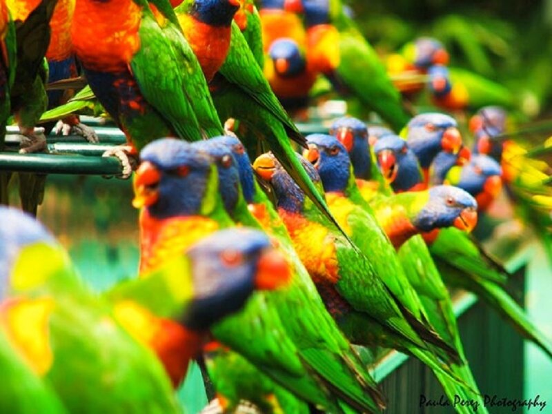 Colorful Parrots on Perch
